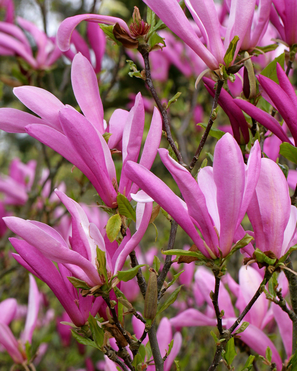 Purple Magnolia Patio Tree