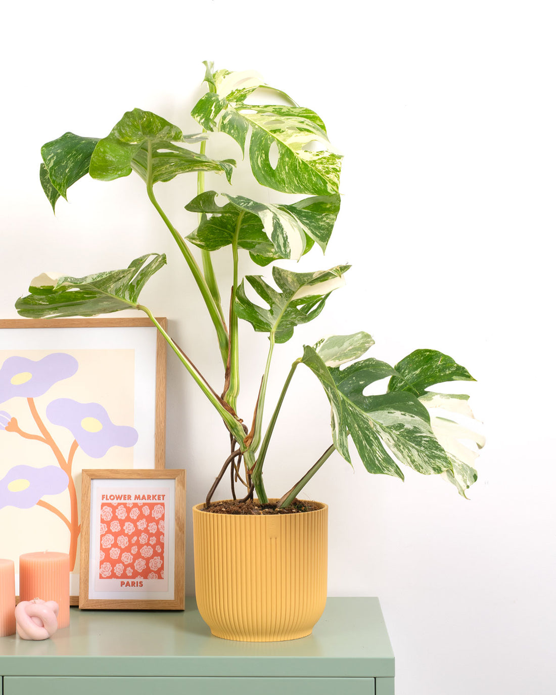 Variegated Swiss Cheese Plant Monstera Deliciosa Prickle Plants