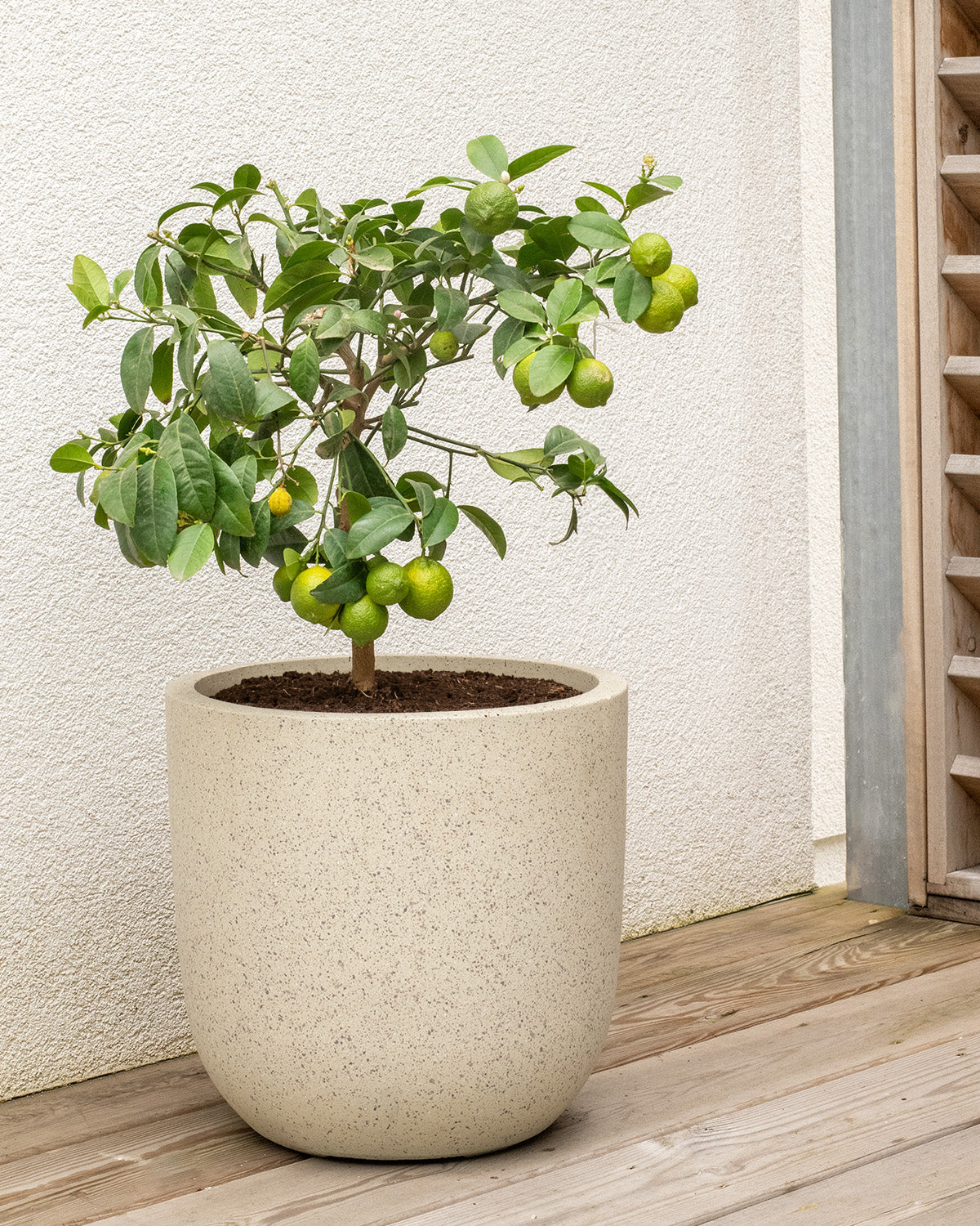 Orange Patio Tree