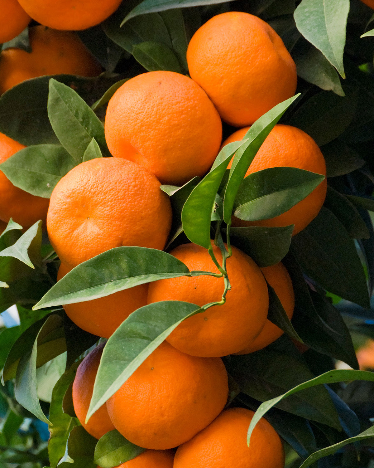 Orange Patio Tree