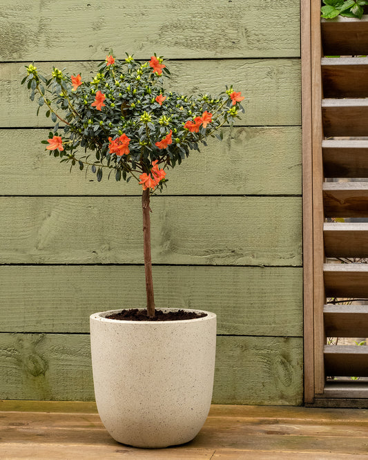 Orange Azalea Patio Tree