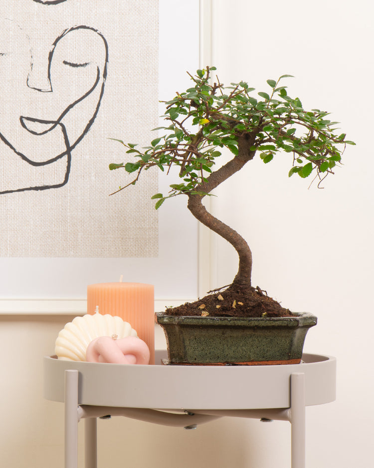 Oriental Tea Tree Bonsai | Bonsai carmona | Prickle Plants