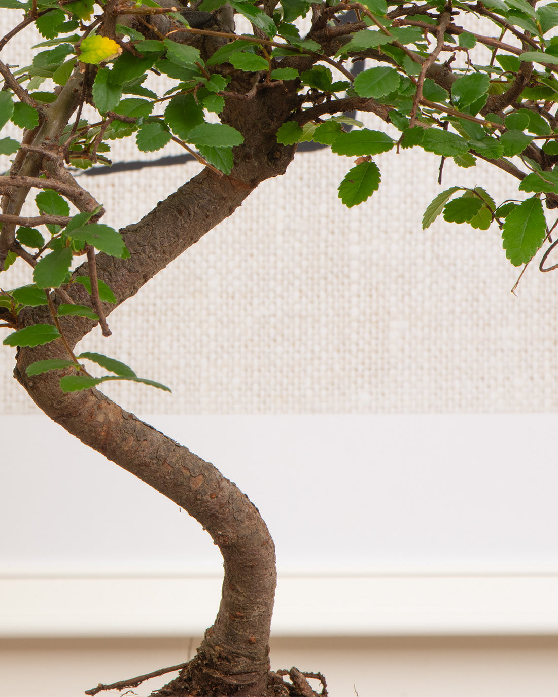 Oriental Tea Tree Bonsai | Bonsai carmona | Prickle Plants