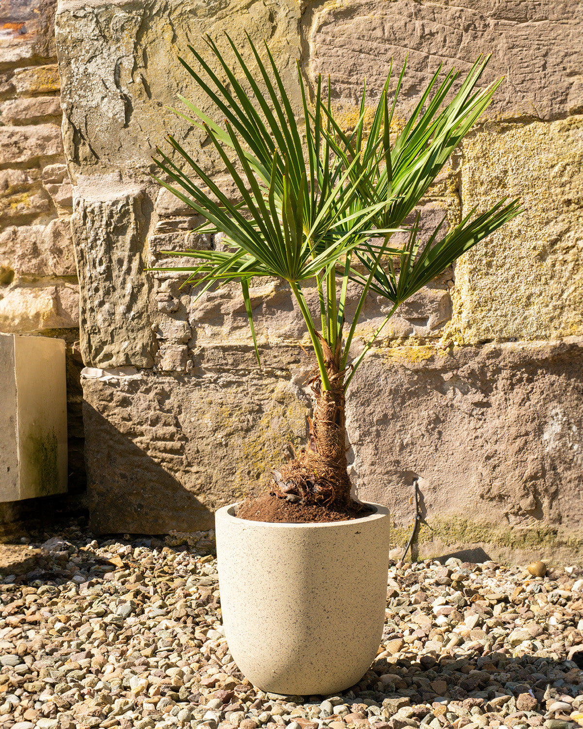 Canary Island Date Palm