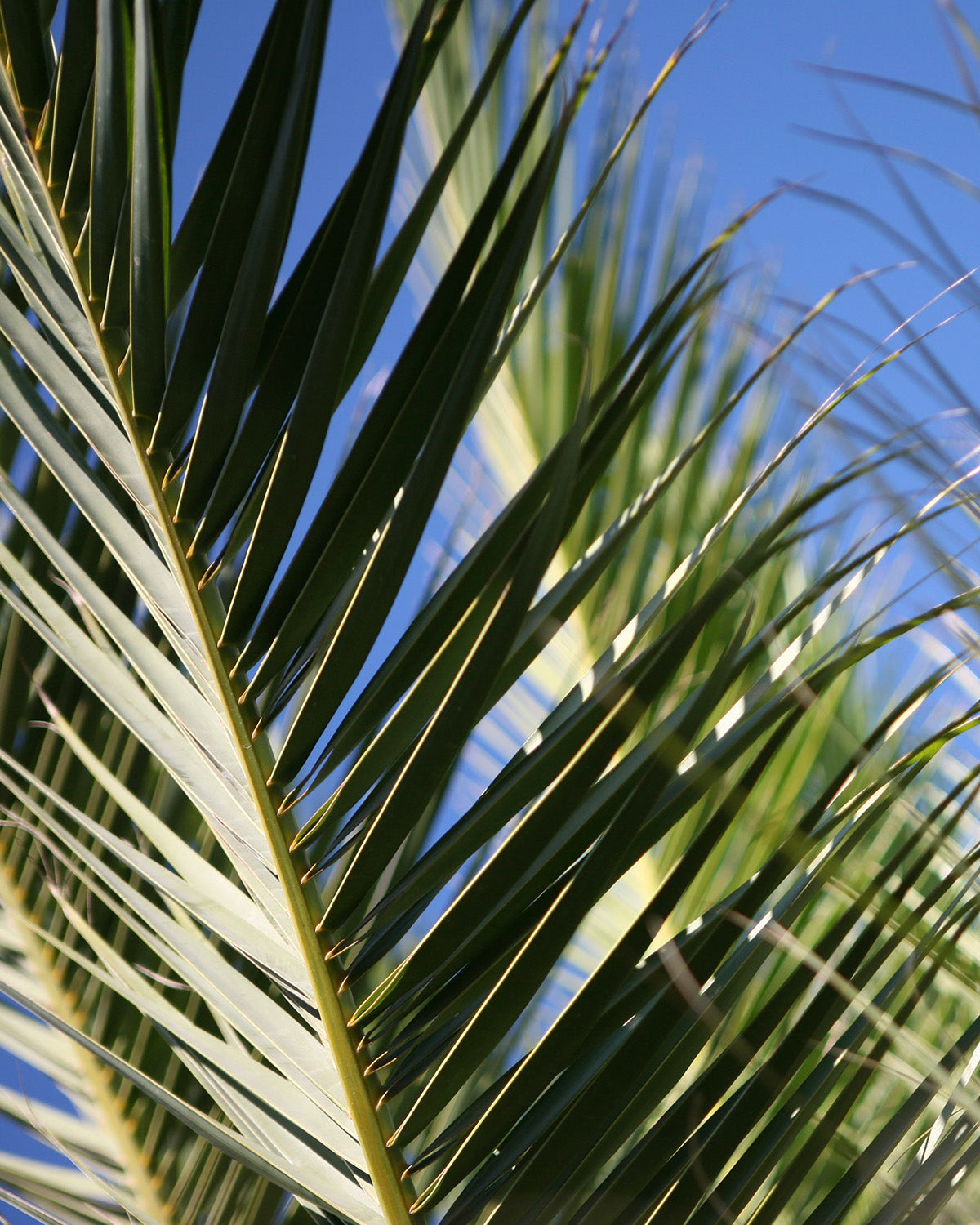 Canary Island Date Palm