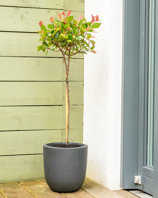 Christmas Berry Patio Tree