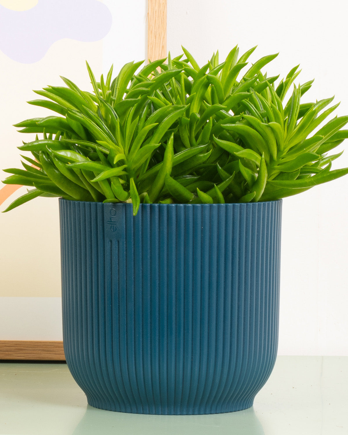 Happy Bean Plant