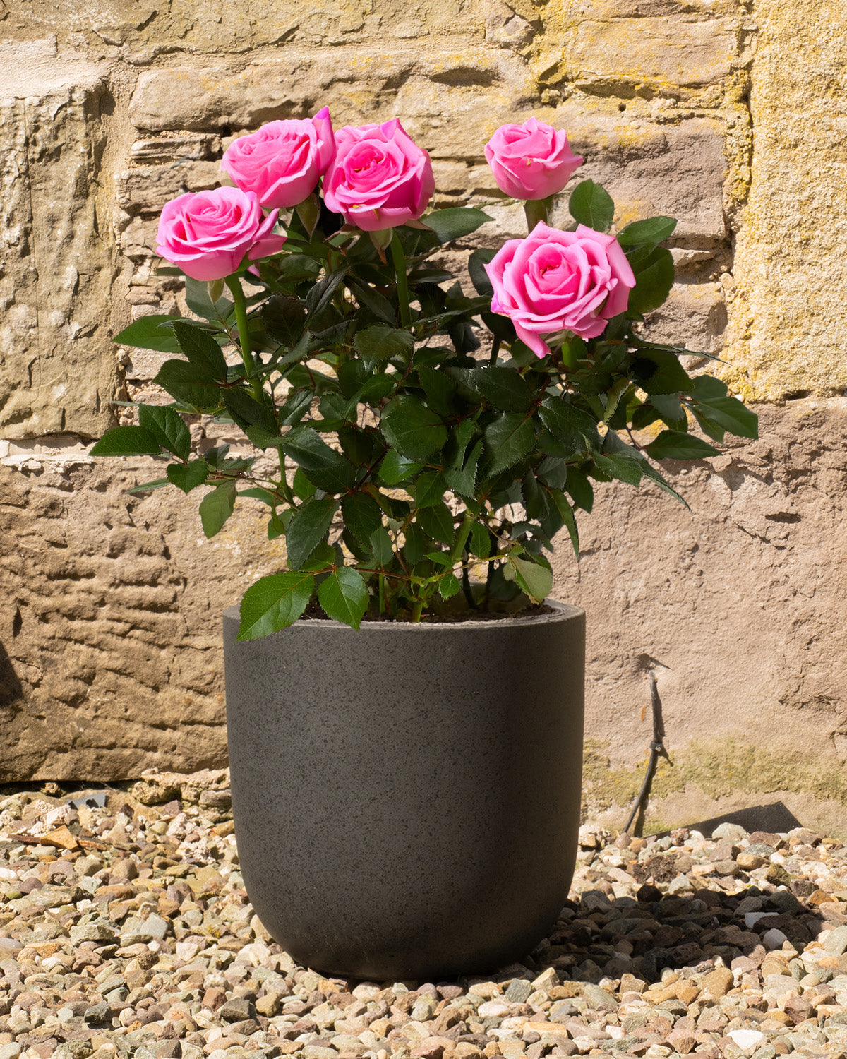 Pink Roses Outside Pink Rose | Outdoor Plants | Prickle Plants