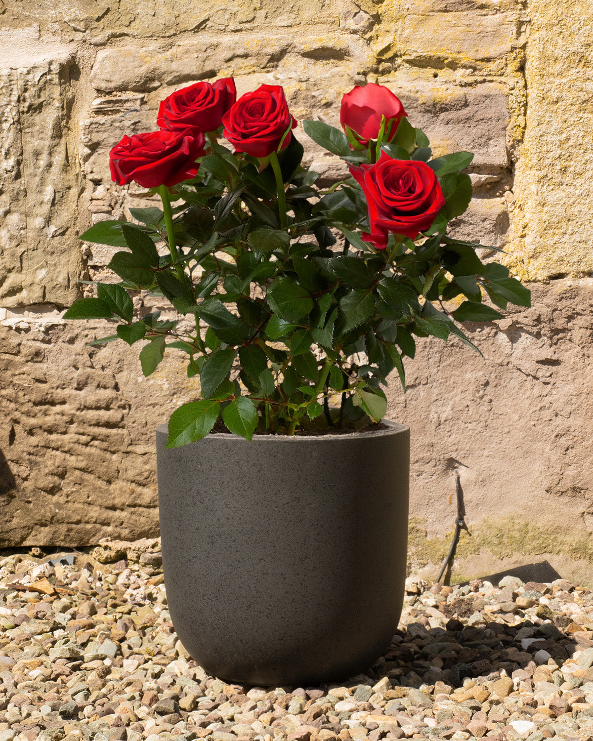 rose plant in a pot Red Rose