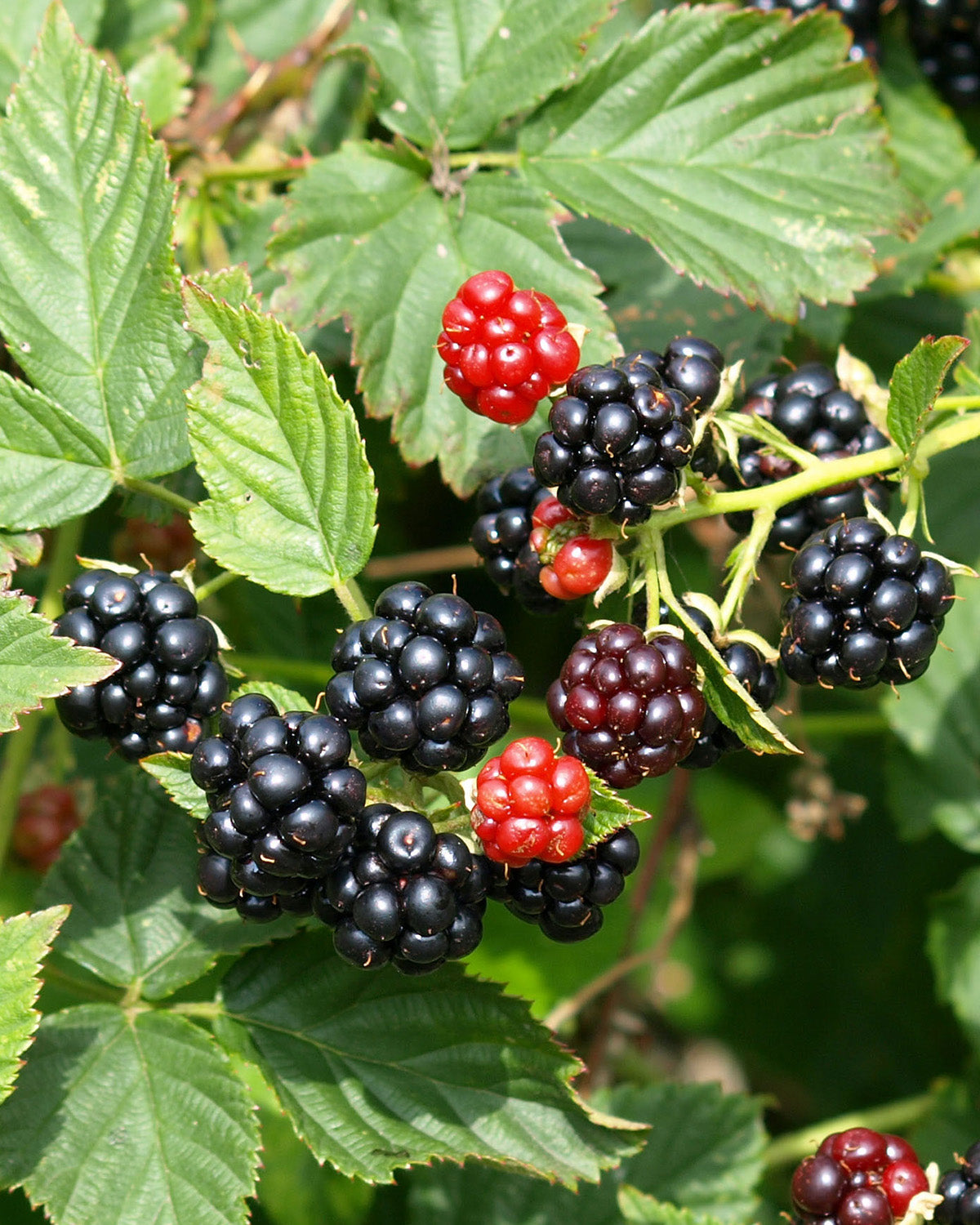 Blackberry Plant