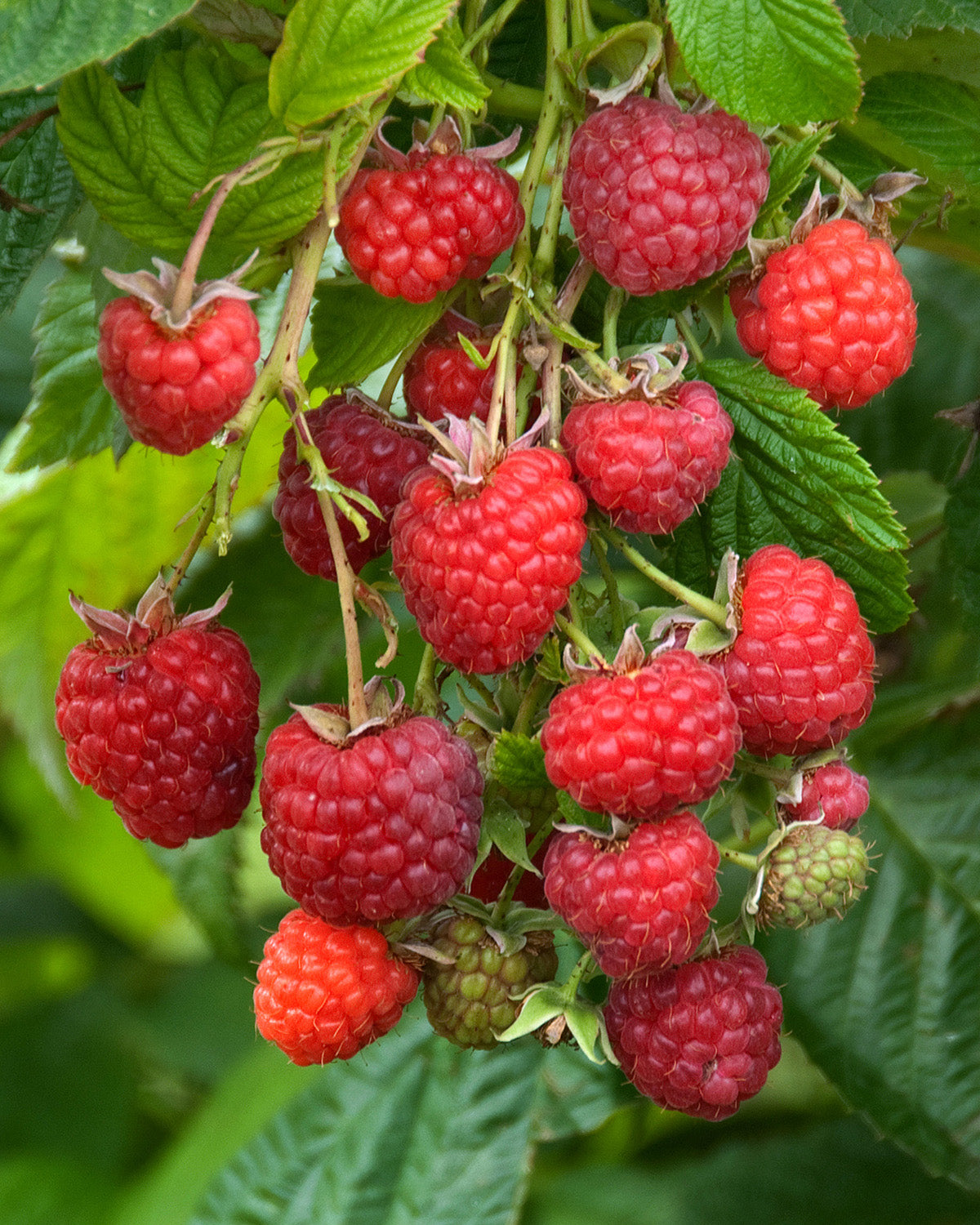 Raspberry Plant