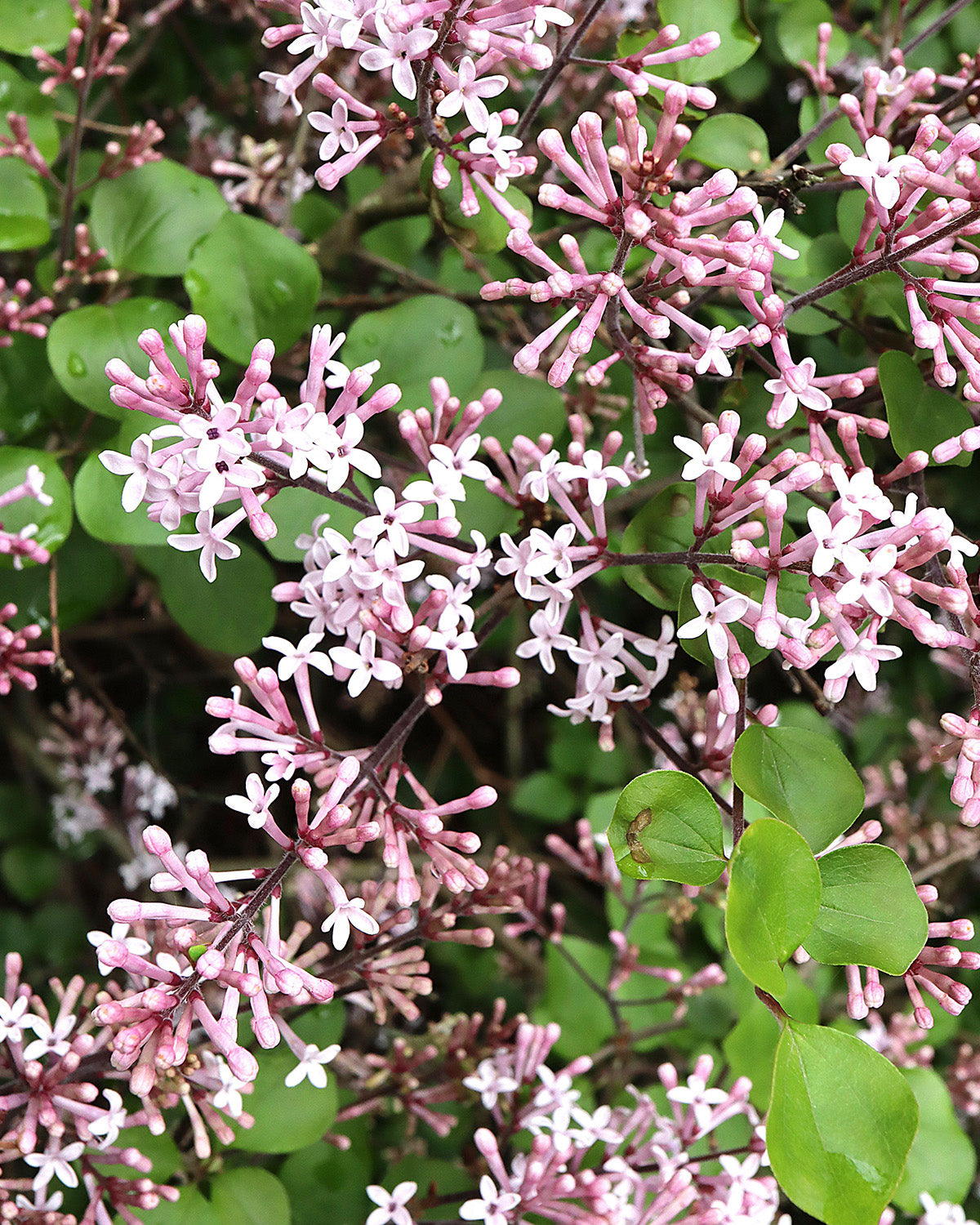 Korean Lilac Patio Tree