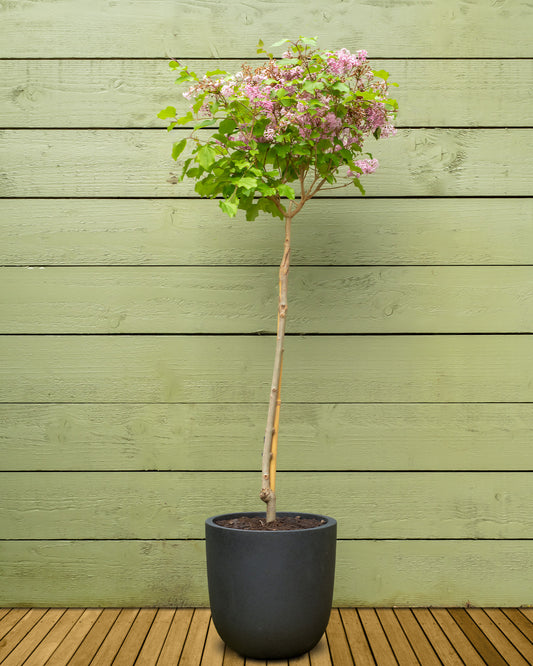 Korean Lilac Patio Tree