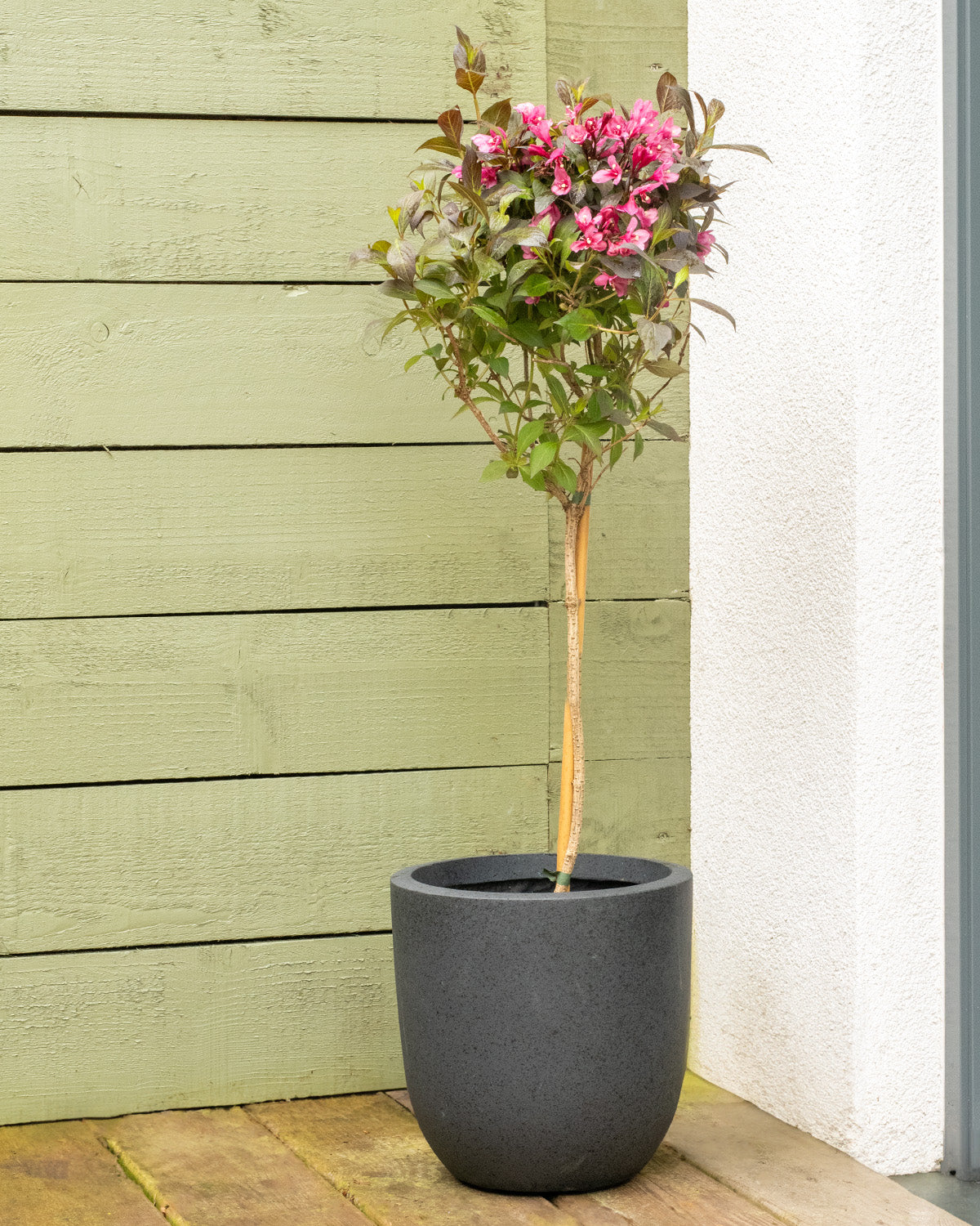 Weigela Patio Tree