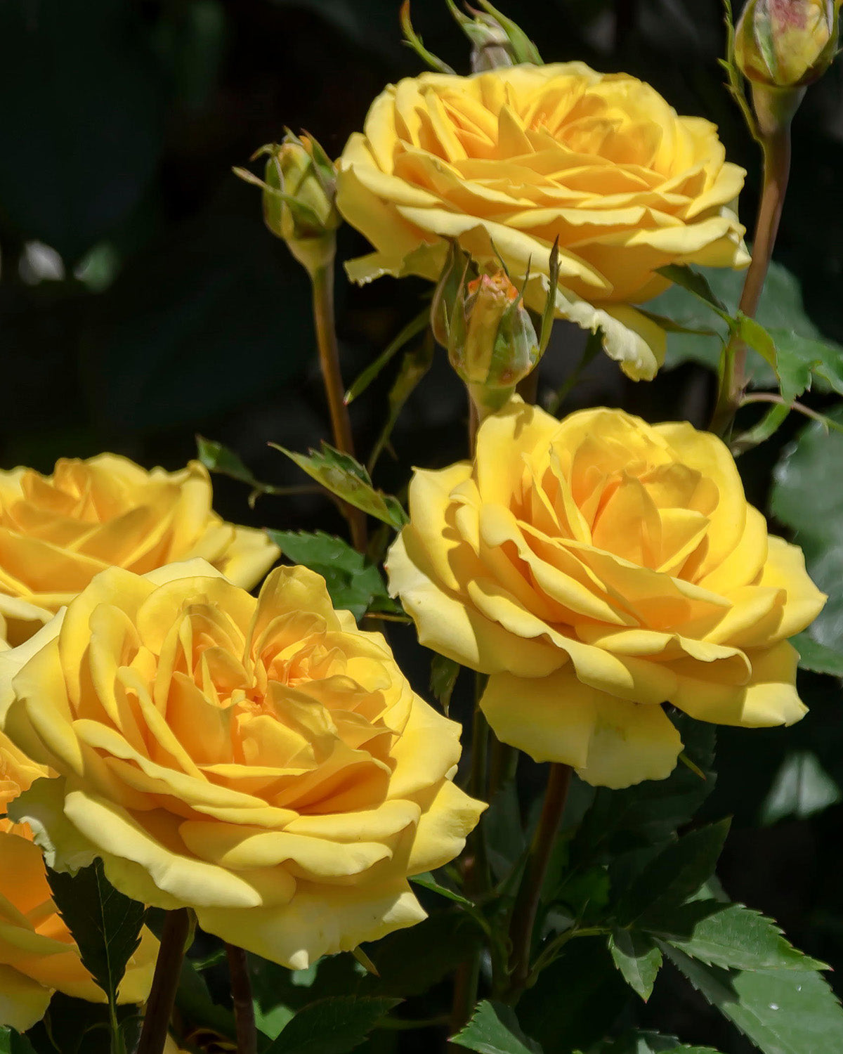 Yellow Rose