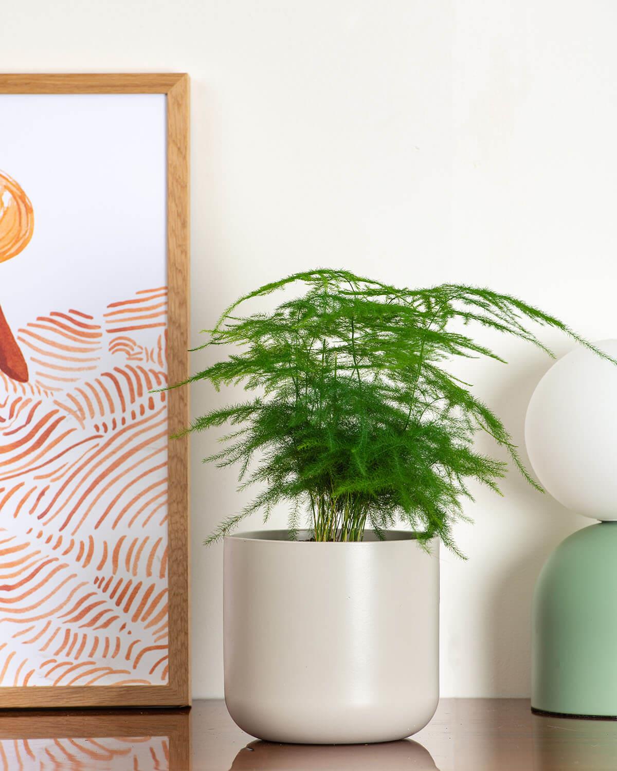 Asparagus Fern