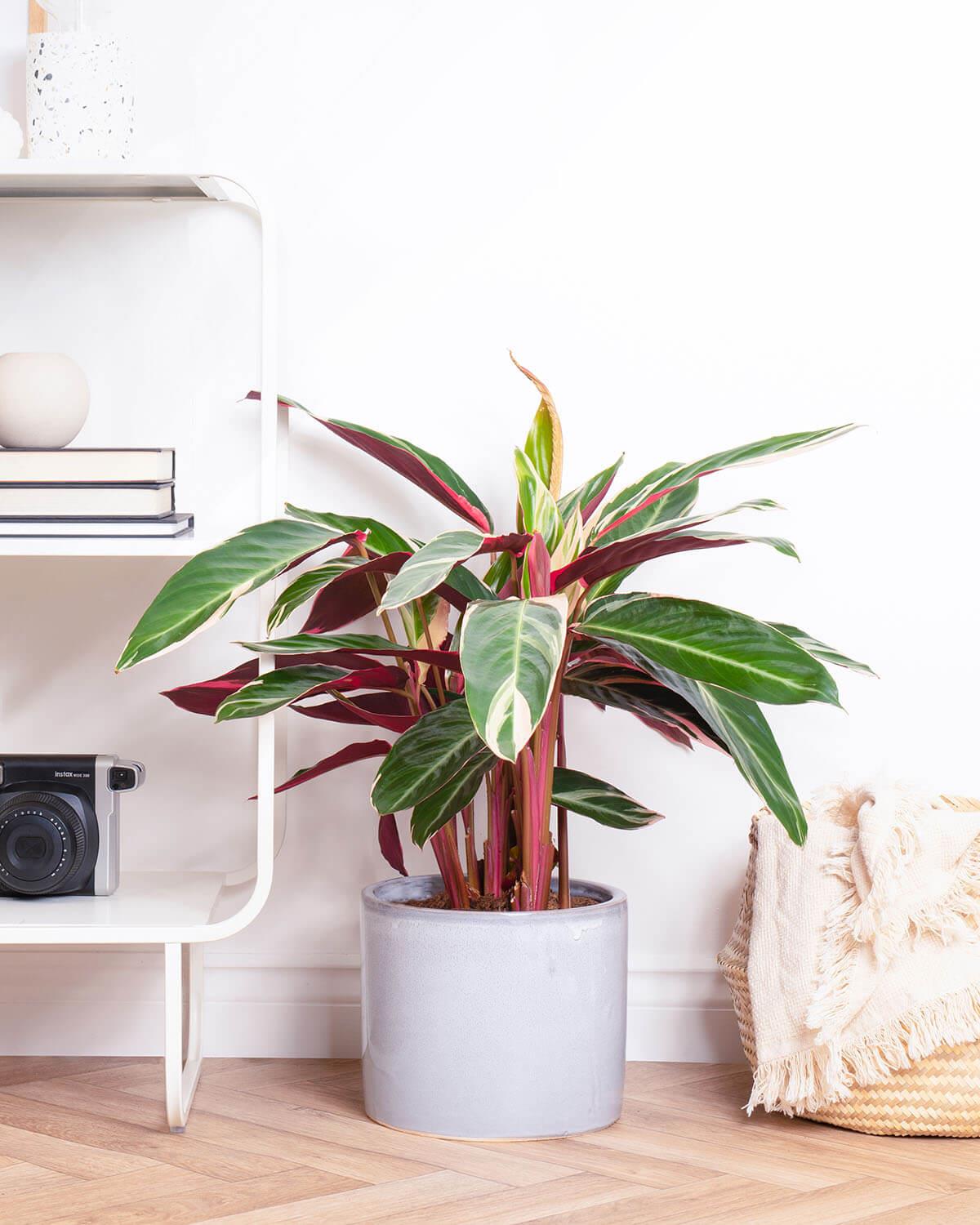 Triostar Prayer Plant