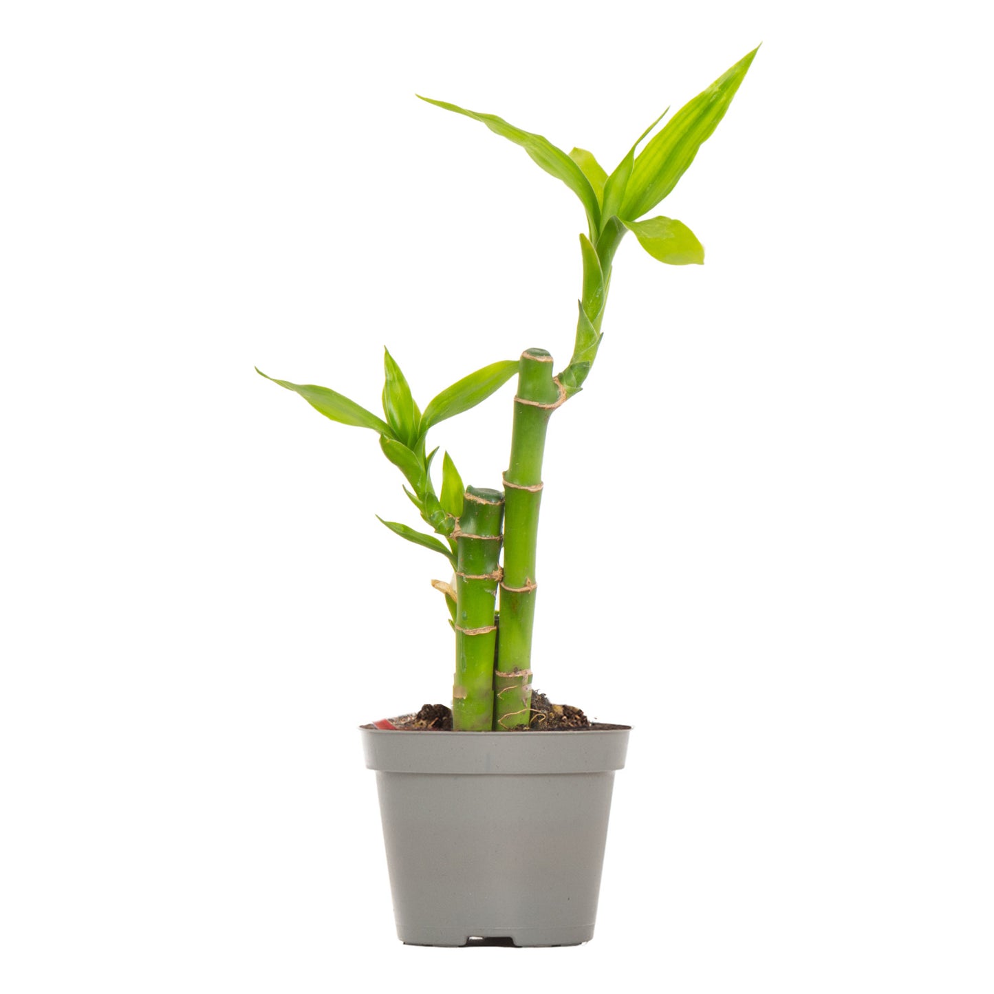 Lil' Lucky Bamboo