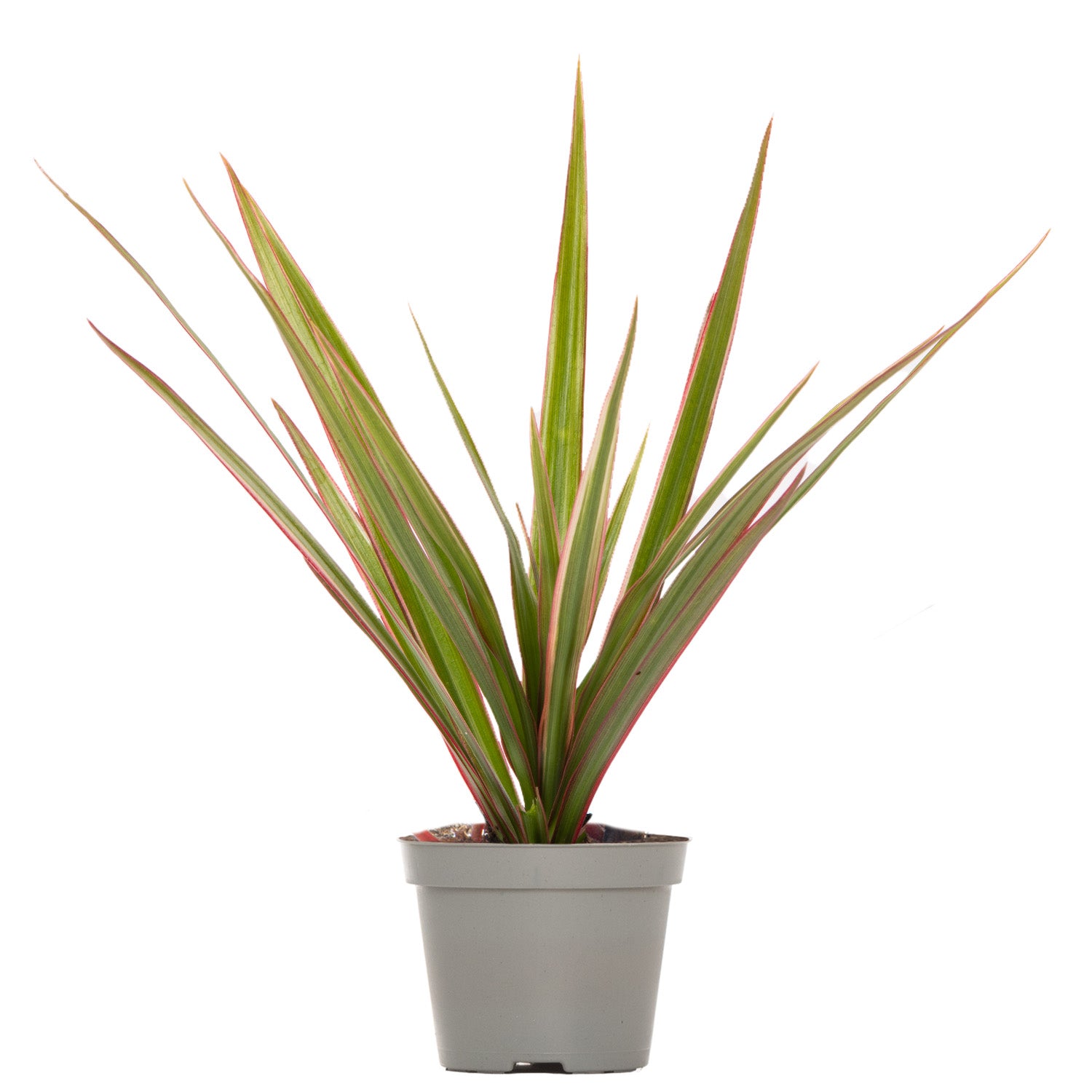 Lil' Dragon Tree Dracaena marginata Kanzi Prickle Plants