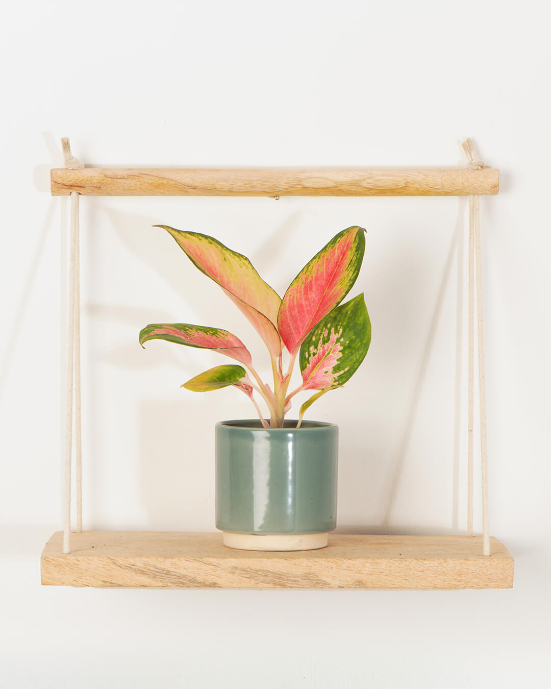 Minimalist Plant Pots