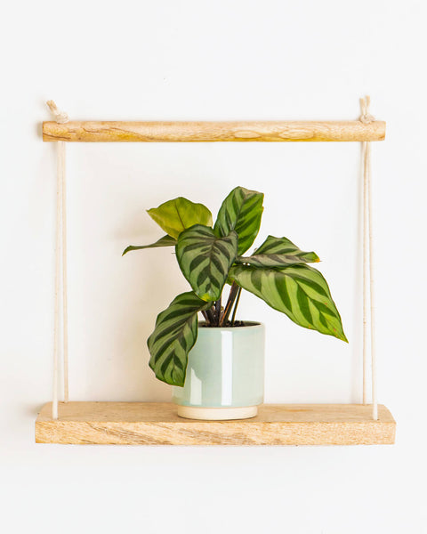 prayer plant freddie Lil' Freddie Prayer Plant | Baby Plant