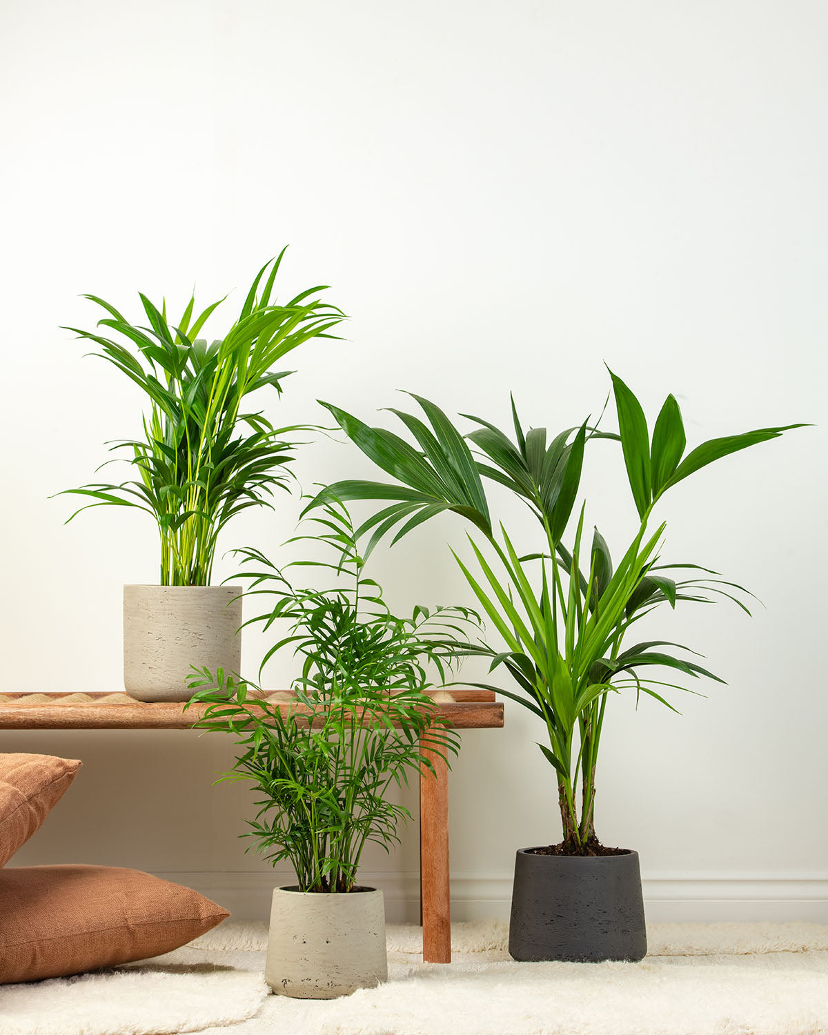 1Palms-Tall-Bundle.jpg?v=1664198103