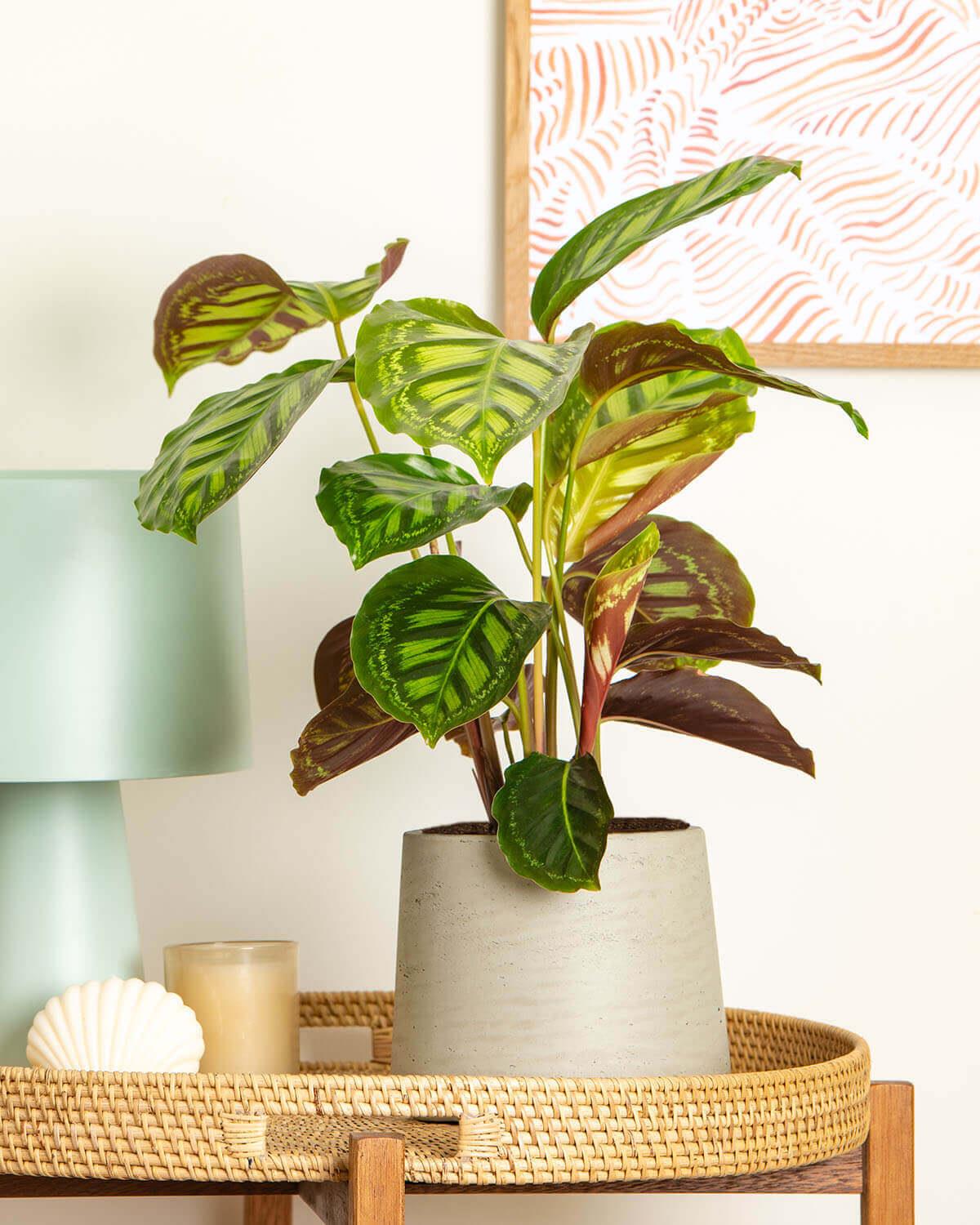 calathea firestar Flamestar Prayer Plant | Calathea Flamestar