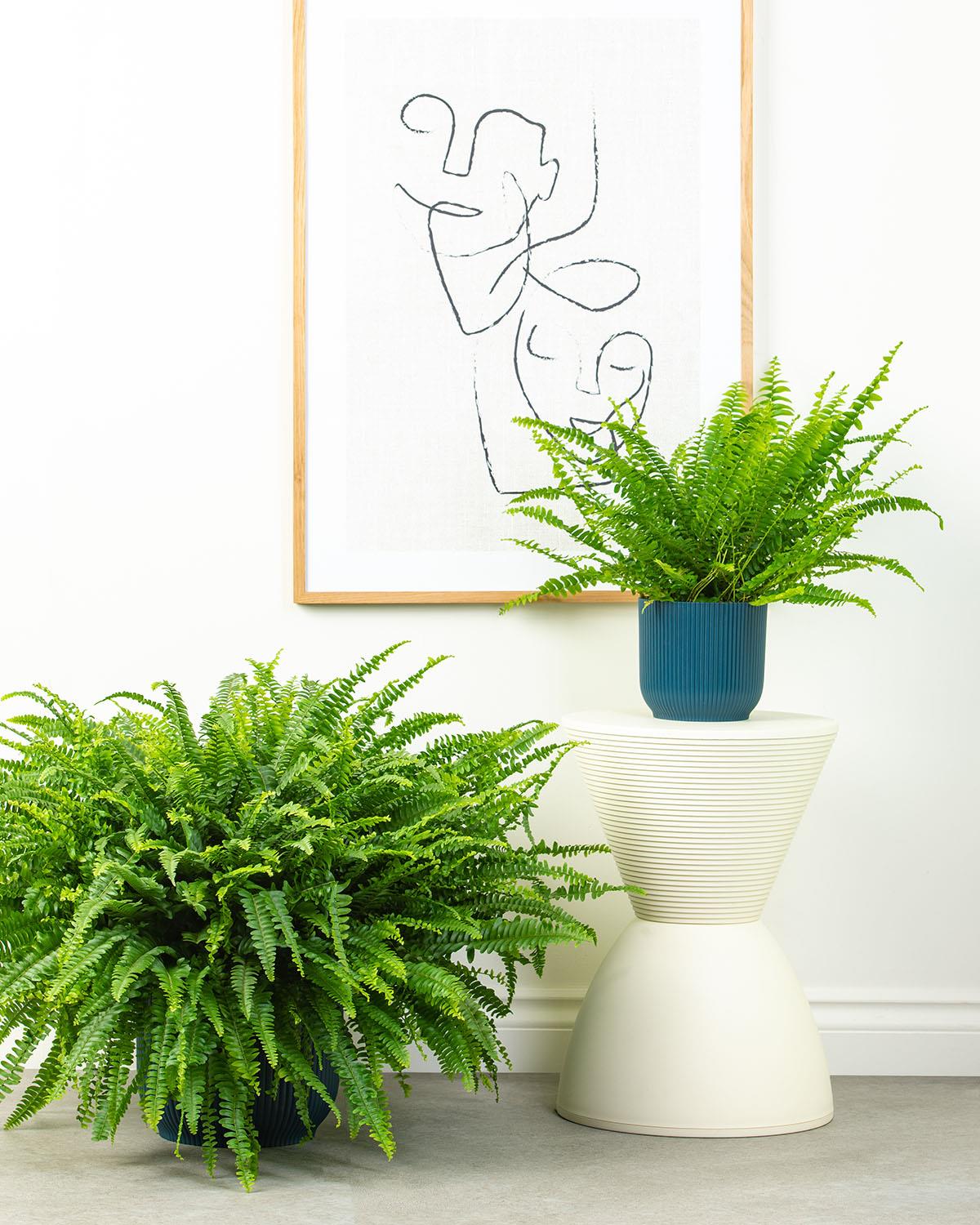 Boston Fern Small and Large