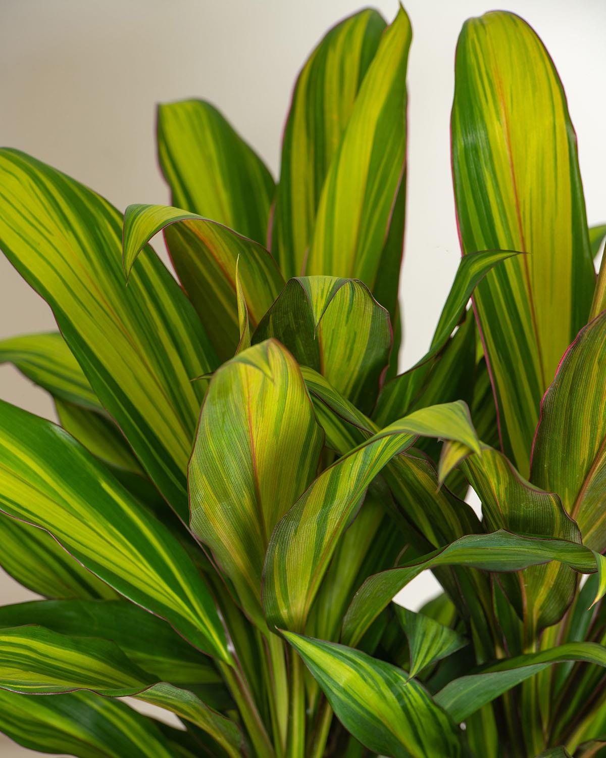 Cordyline Kiwi Leaves