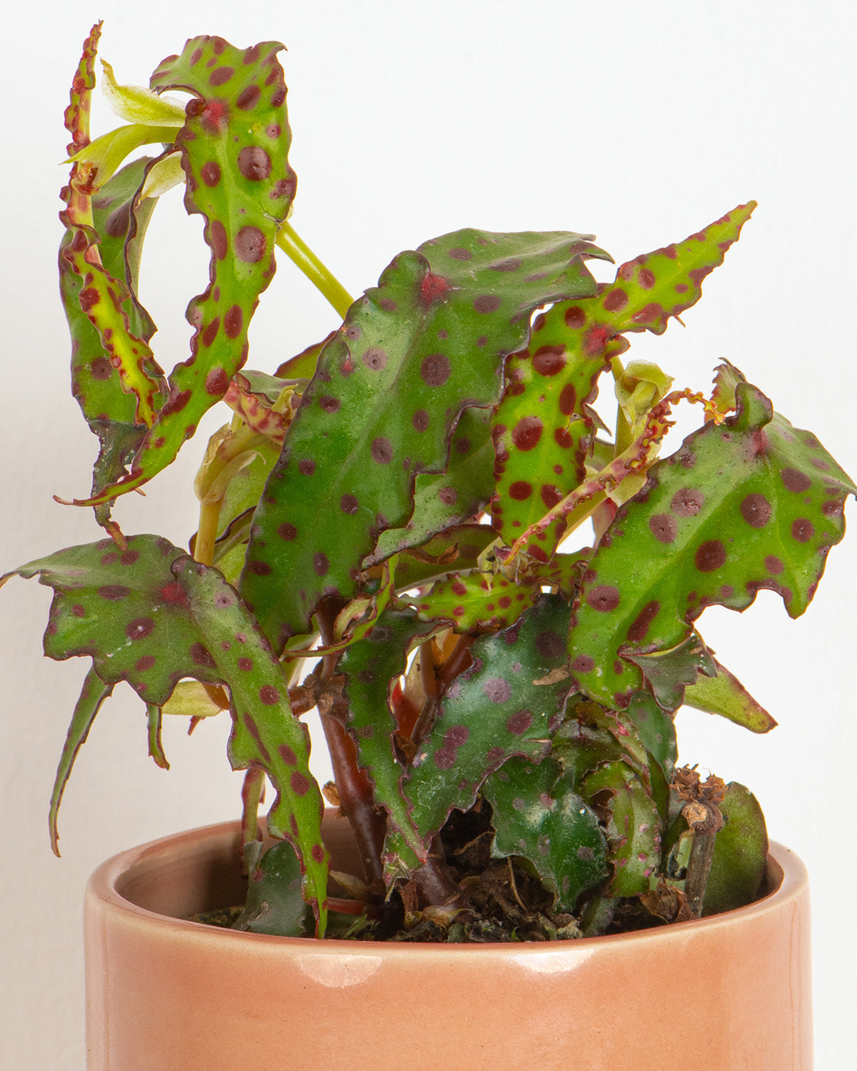 Lil' Begonia Butterfly