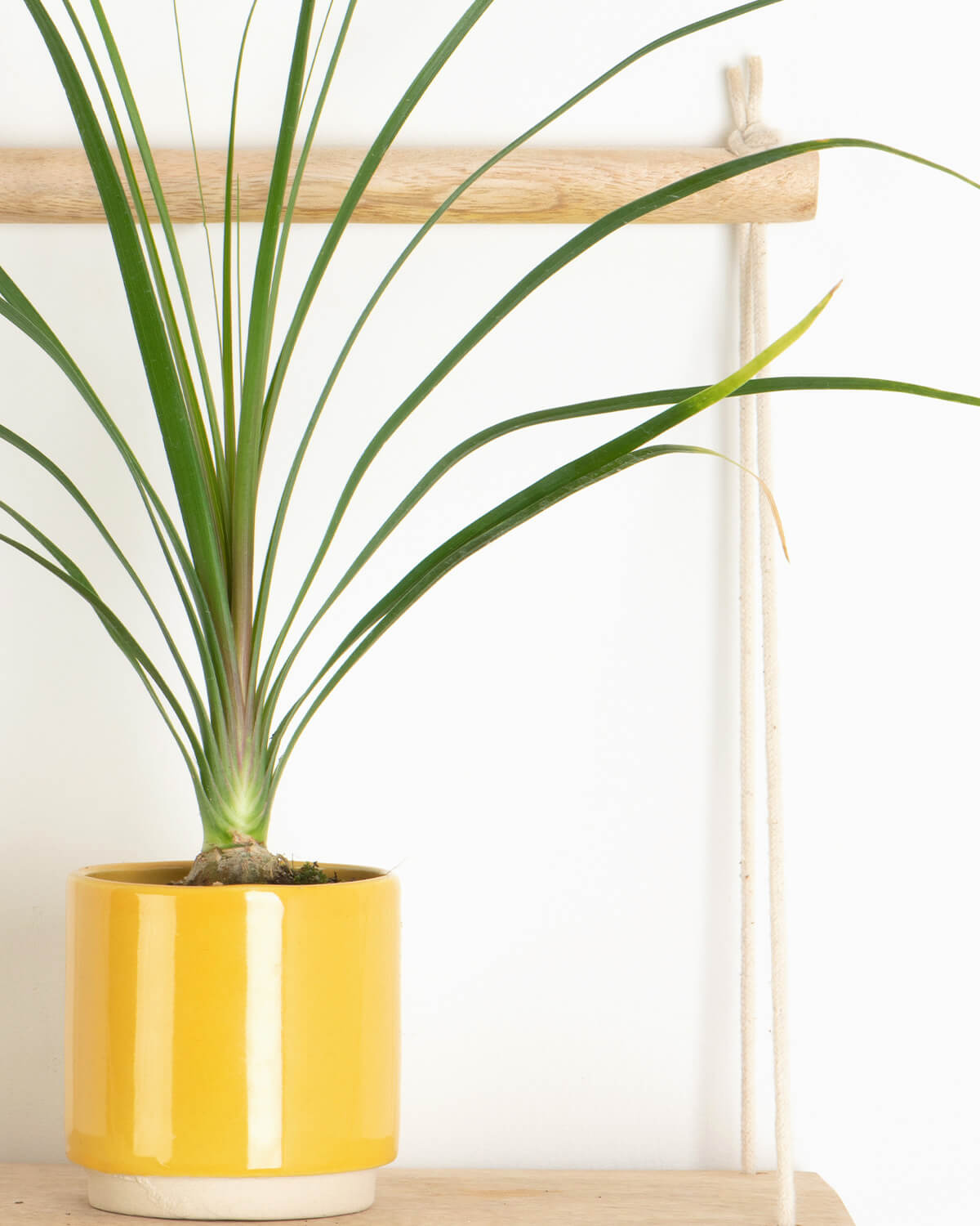 Lil' Ponytail Palm