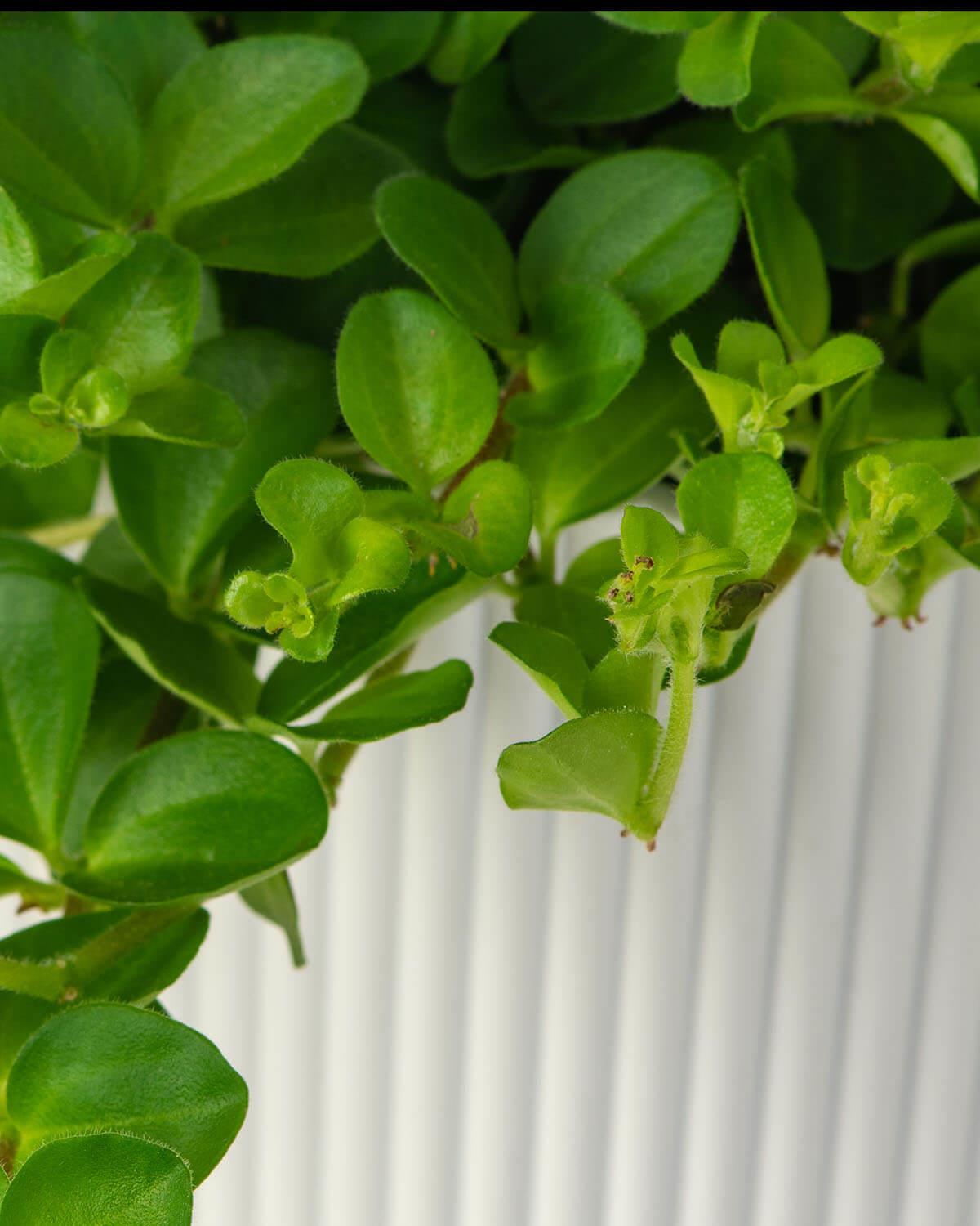 Peperomia Rotundifolia (Trailing Jade) - Pianta Ricadente Da 10-15 Cm In Vaso, Facile Per Casa E Ufficio