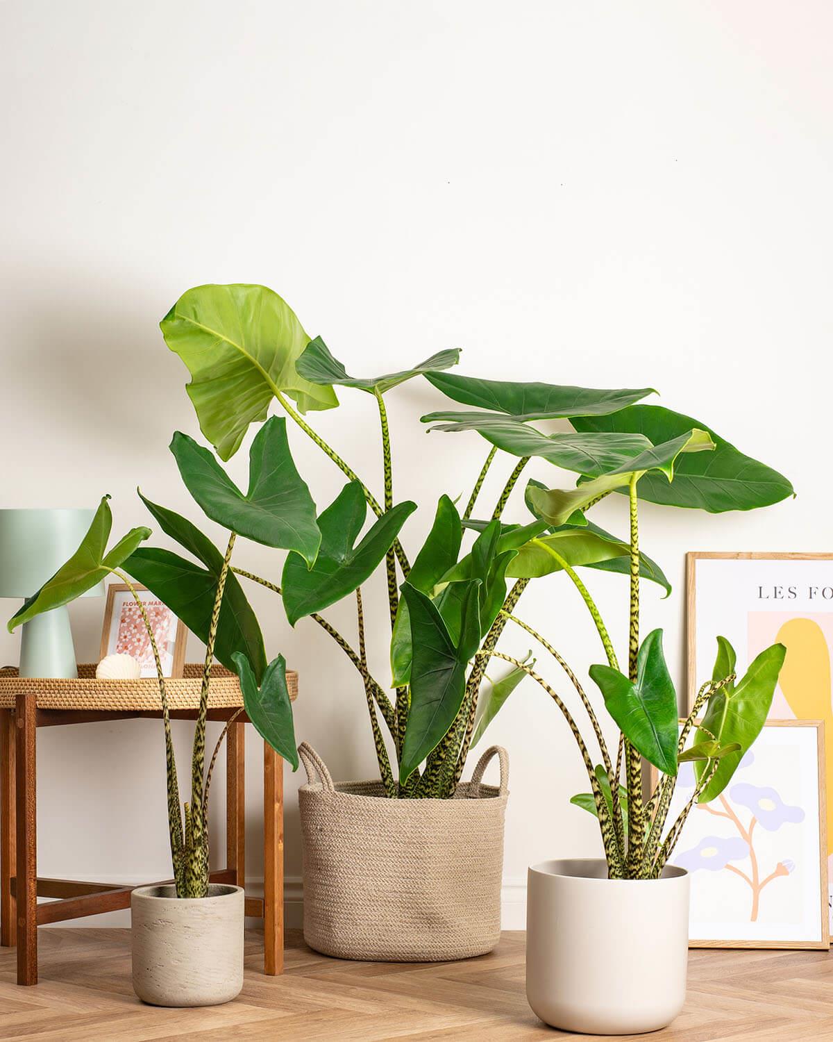 Zebra Elephant Ear