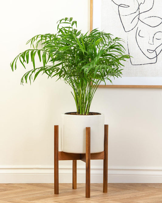 Nico Ceramic Plant Stand