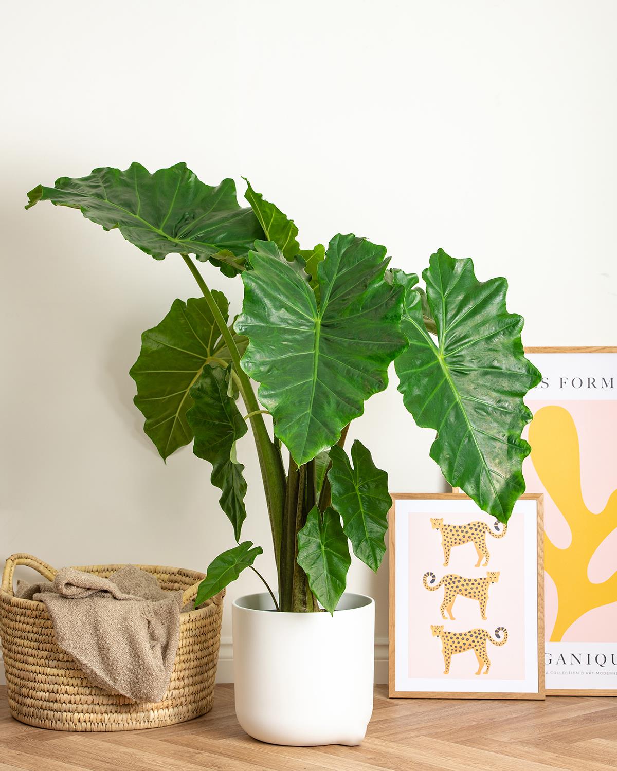 Alocasia Gageana (Elephant Ear) - Piante da interno Dwarf elephant ear plant- cm Vaso - Altezza cm Alocasia Gageana (Elephant Ear) - Piante da interno Dwarf elephant ear plant- cm Vaso - Altezza cm