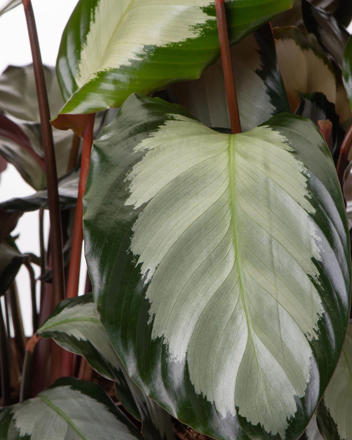 Picturata Prayer Plant | Calathea Picturata | Prickle Plants