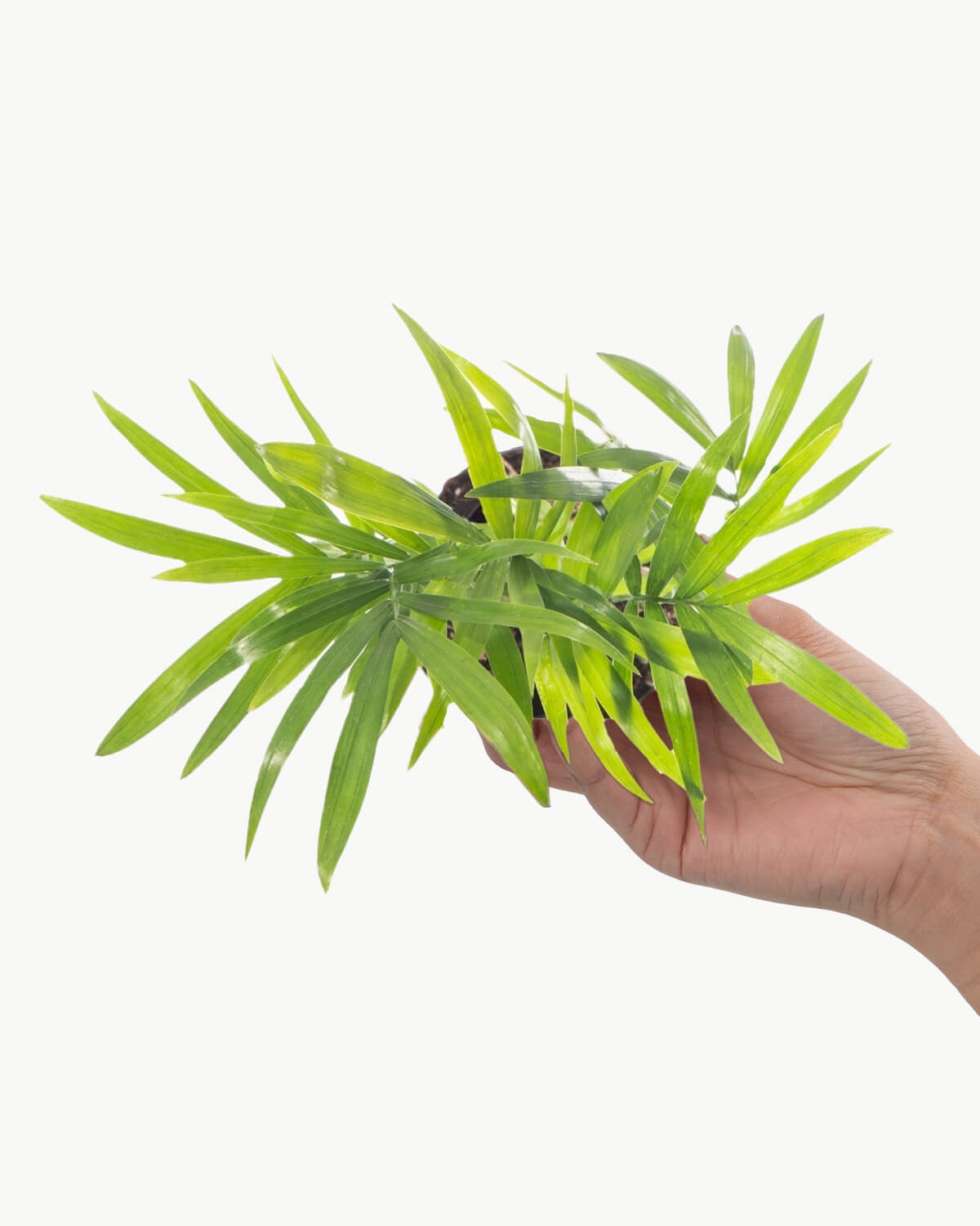 Lil' Parlour Palm