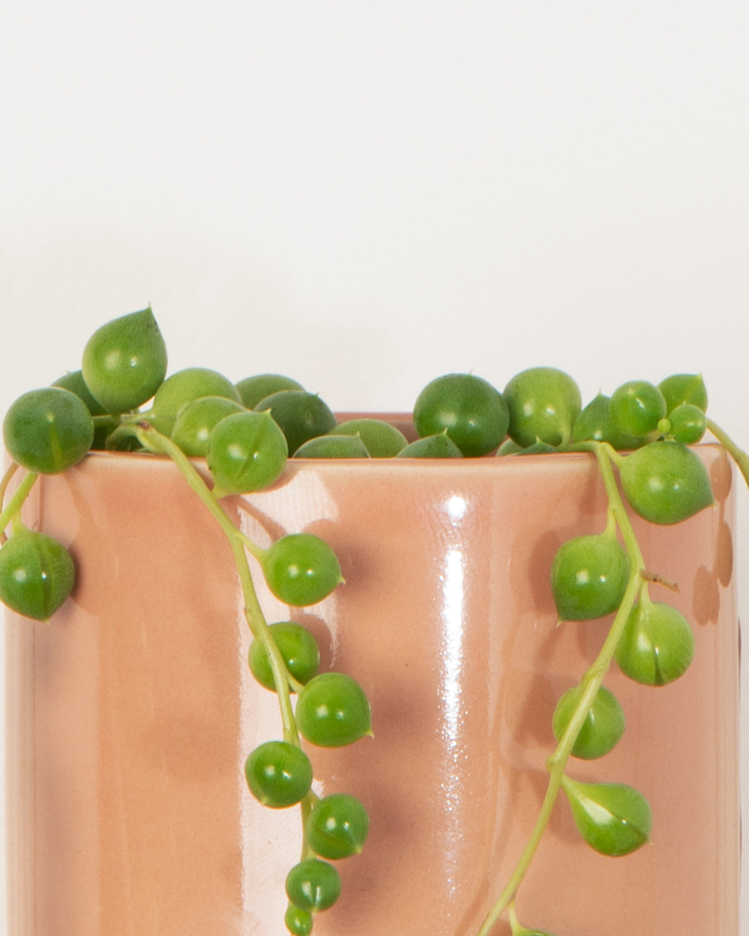 Lil' String of Pearls