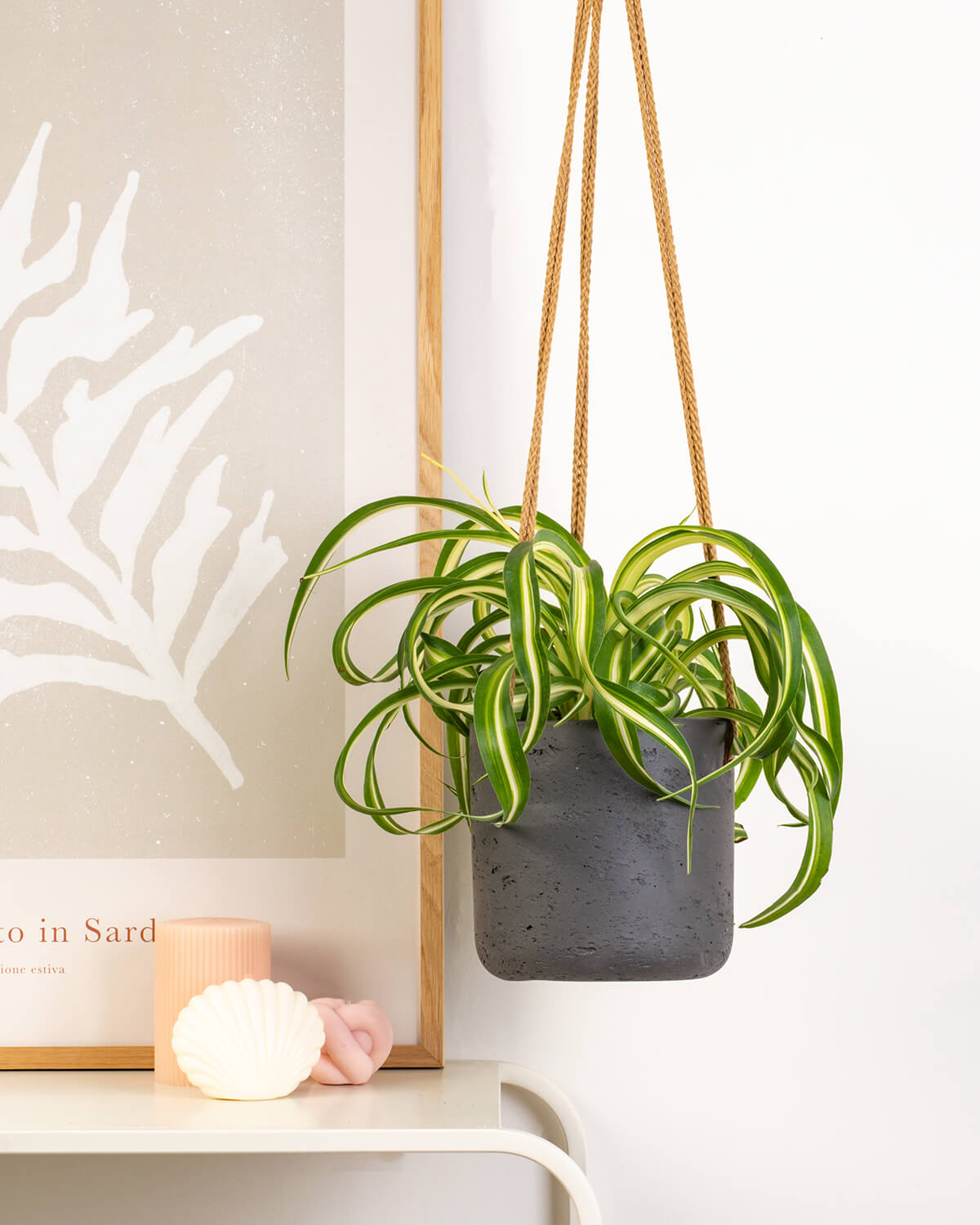 Curly spider Plant and Hanging pot