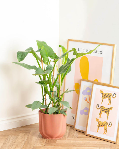Silver Queen Plant | Philodendron Silver Sword