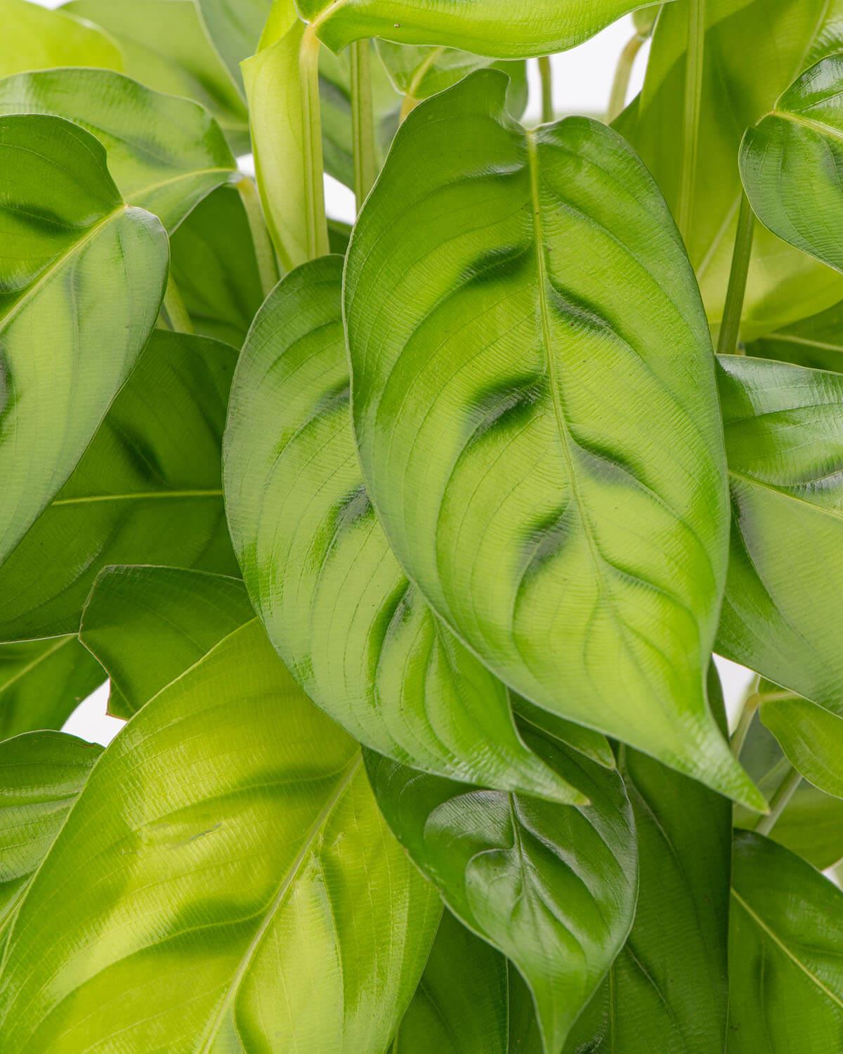 Leopardina Prayer Plant