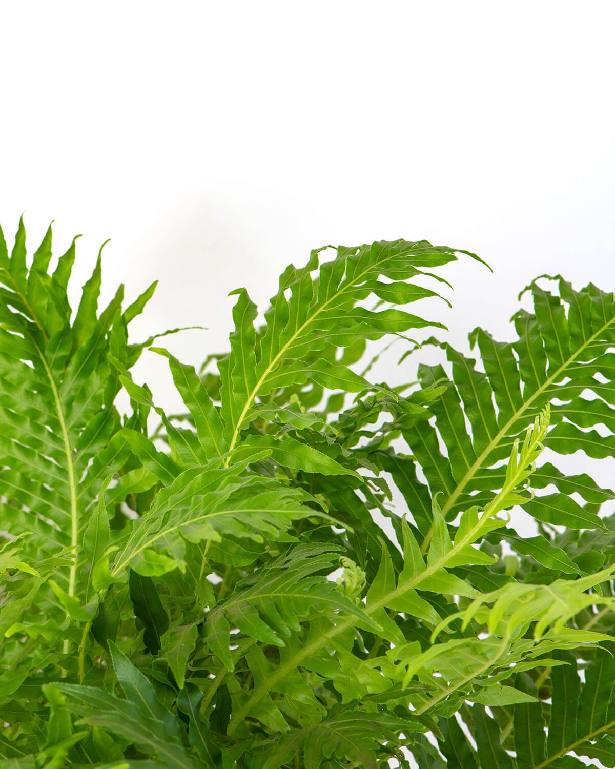 Silver Lady Fern