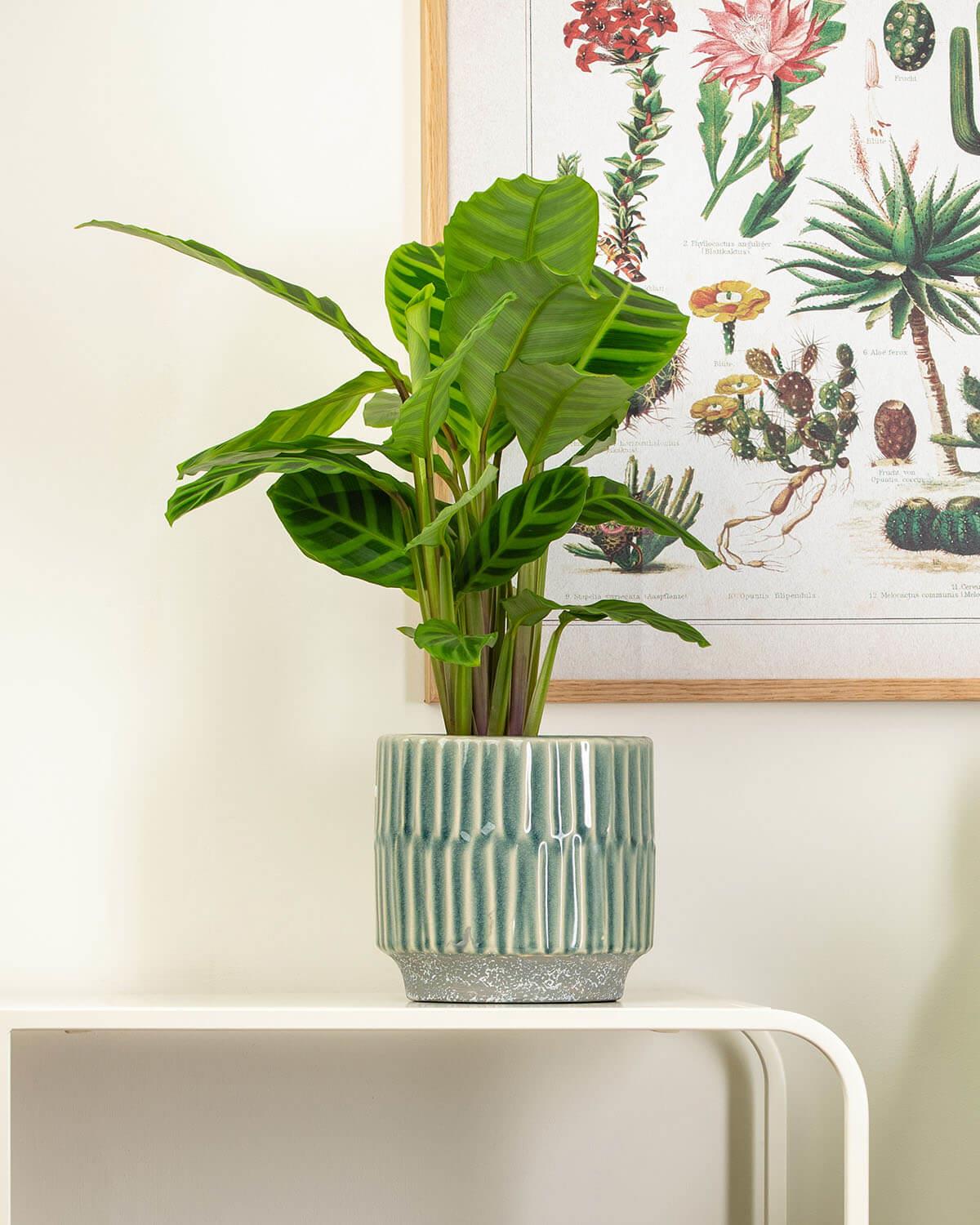 Textured Plant Pots