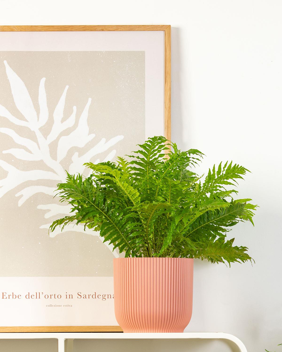 Fern Bundle