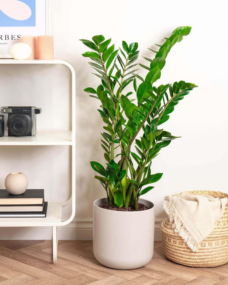 ZZ Plant | Zamioculcas Zamiifolia | Prickle Plants