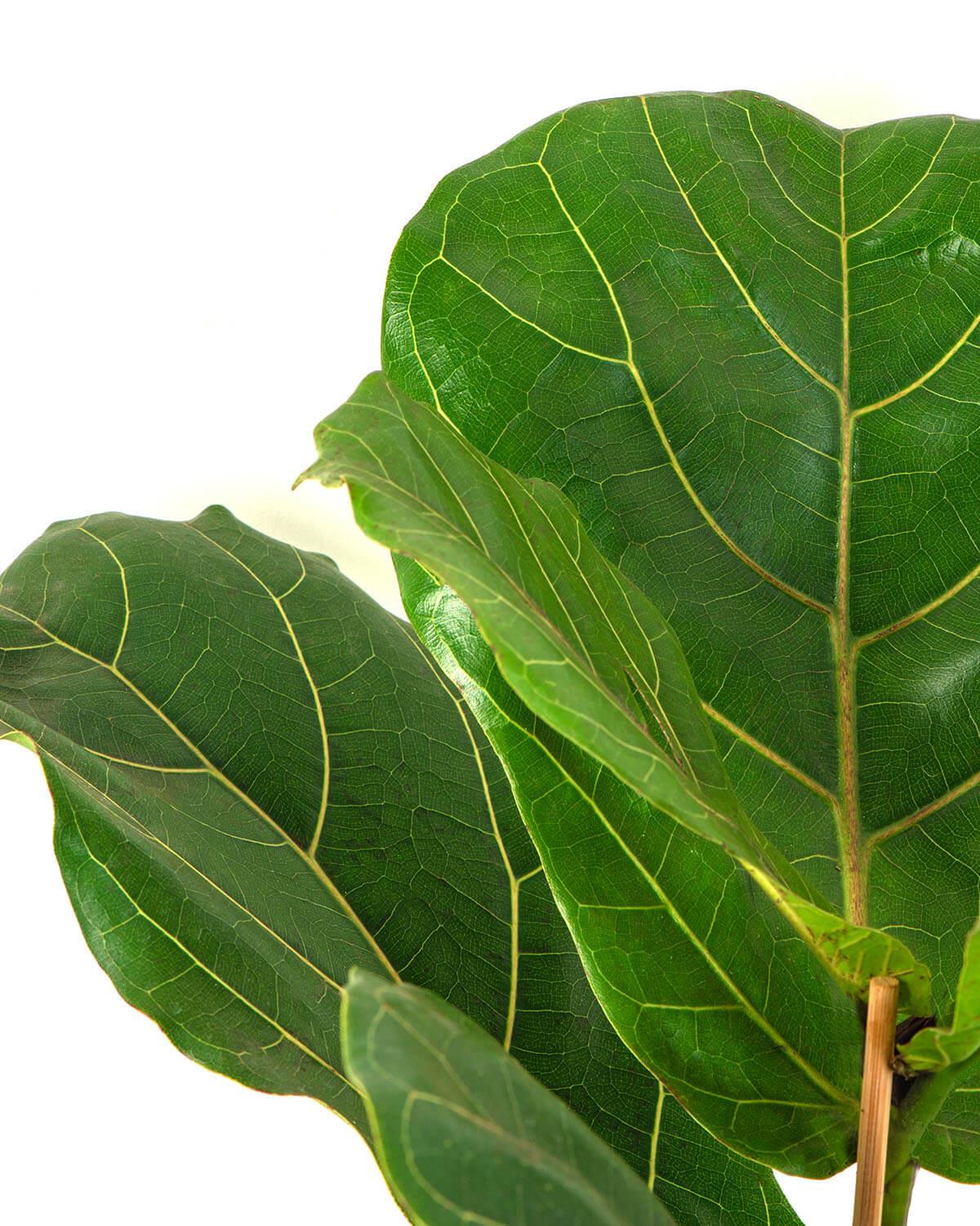 Fiddle-leaf Fig