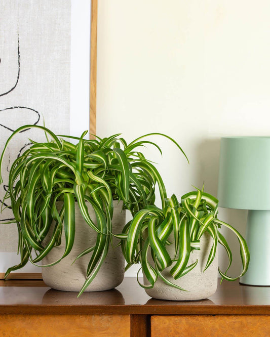 Curly Spider Plant Small and Medium