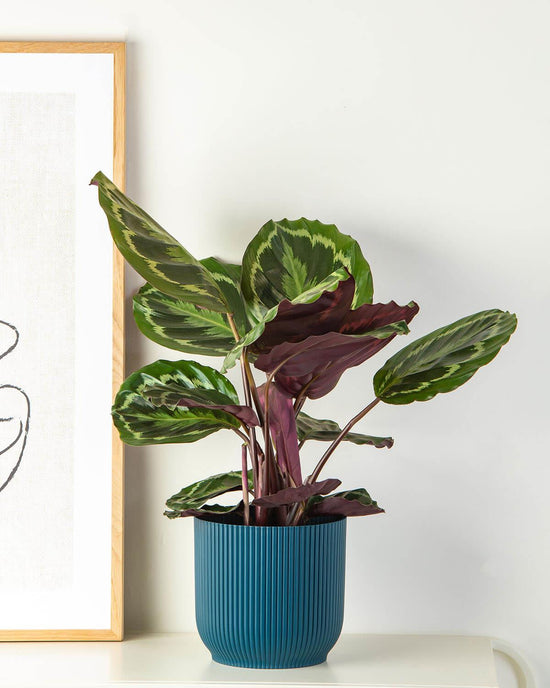 Medallion Prayer Plant | Calathea Medallion | Prickle Plants