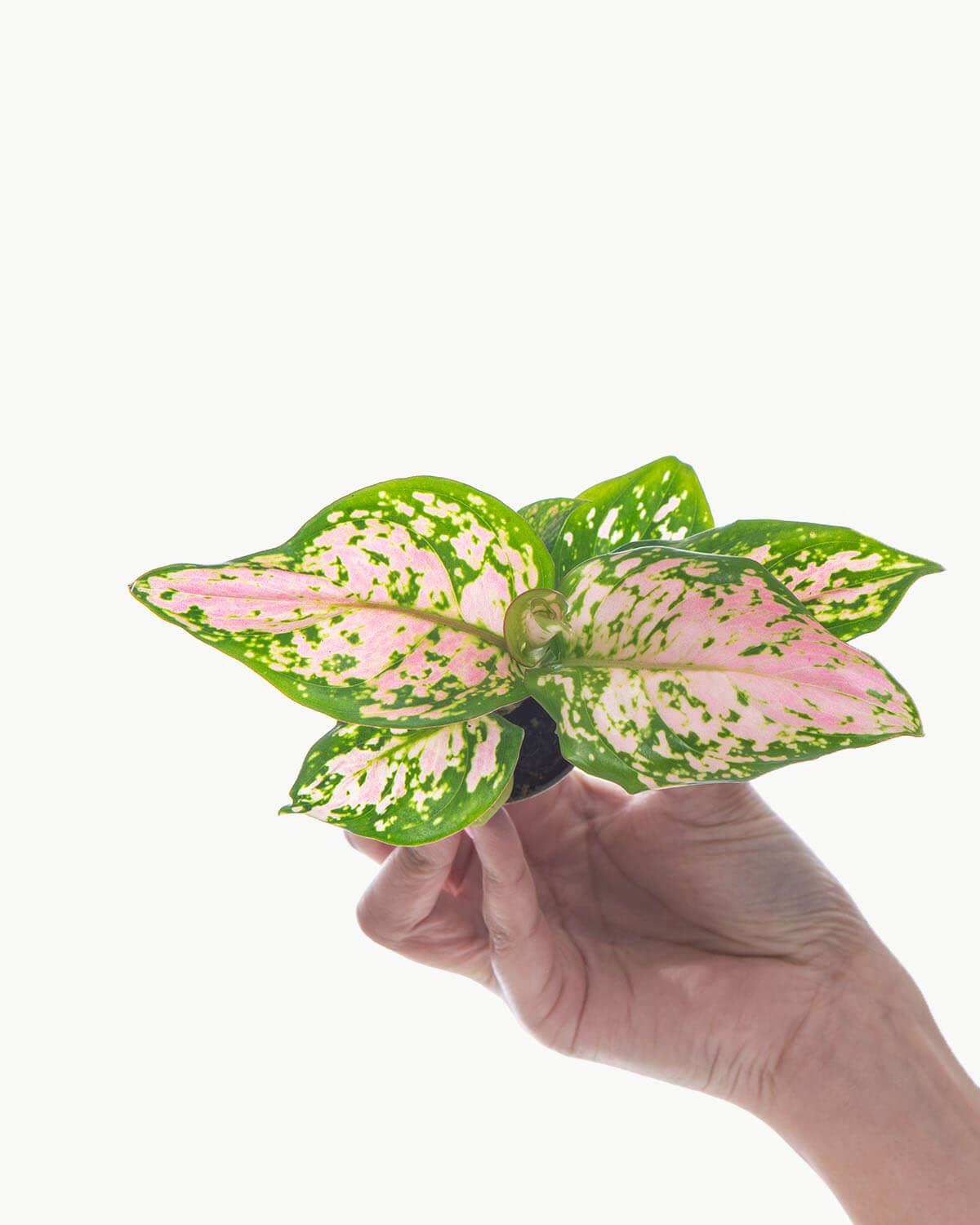 Lil' Chinese Evergreen