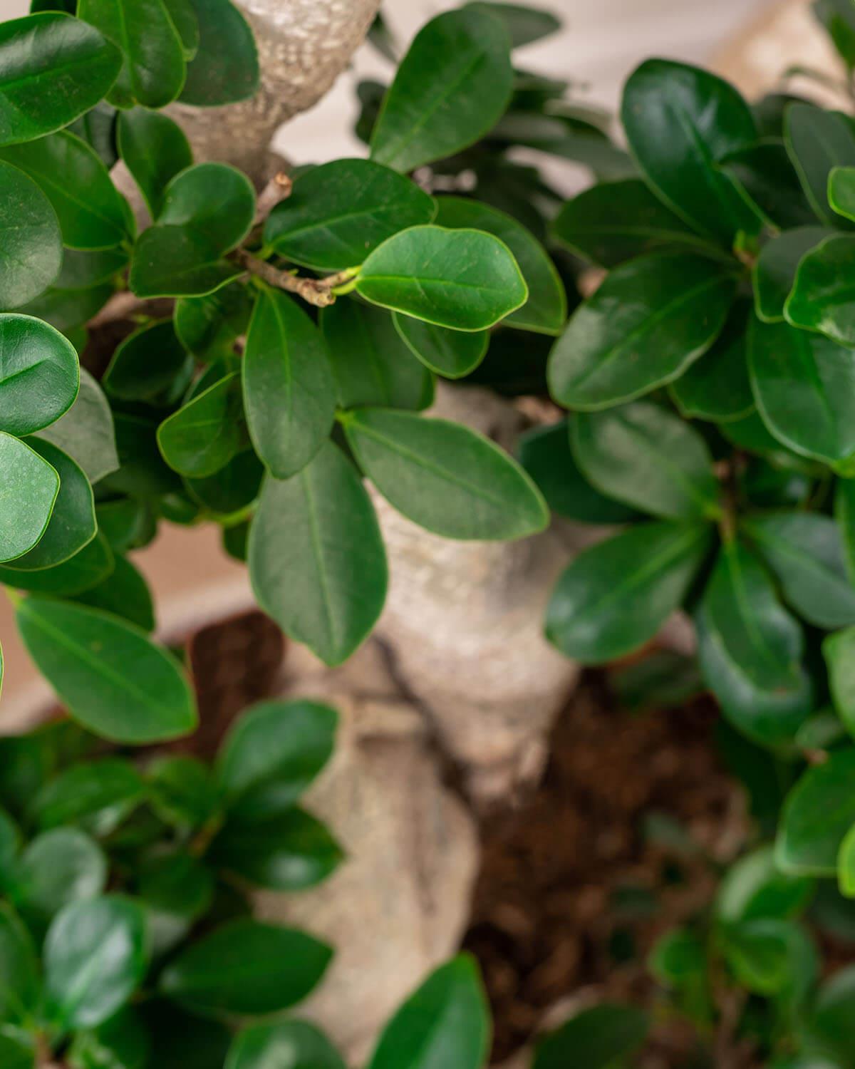 Ficus Bonsai Tree